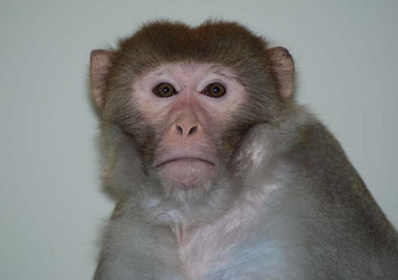 Cloned Monkey To Make A Psychology of Shortcuts Point